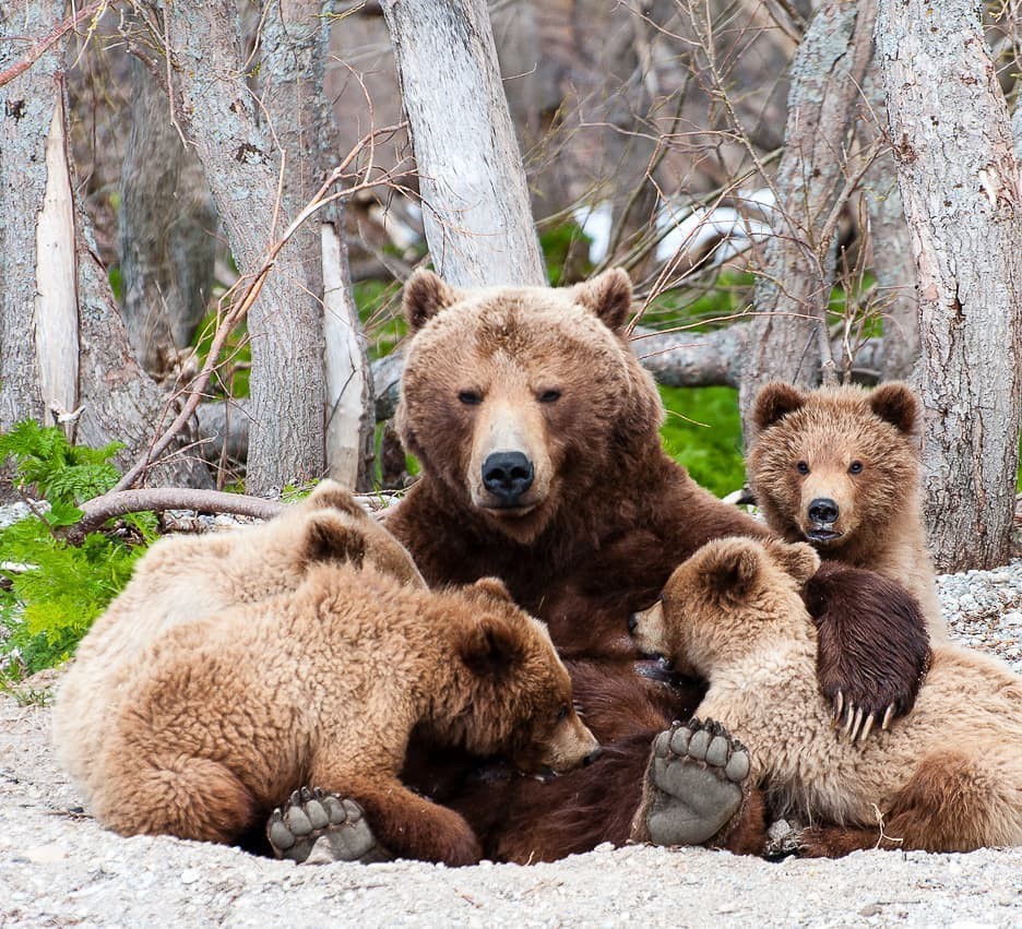 Фото медвежьей семьи