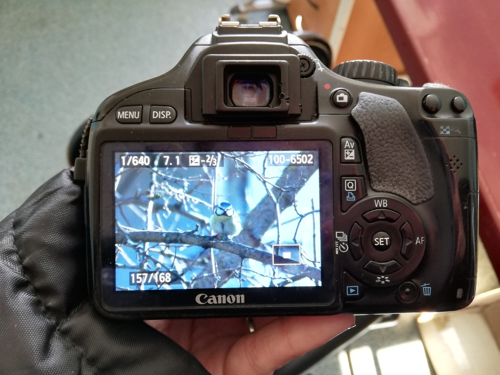 Фотоохота | Пикабу
