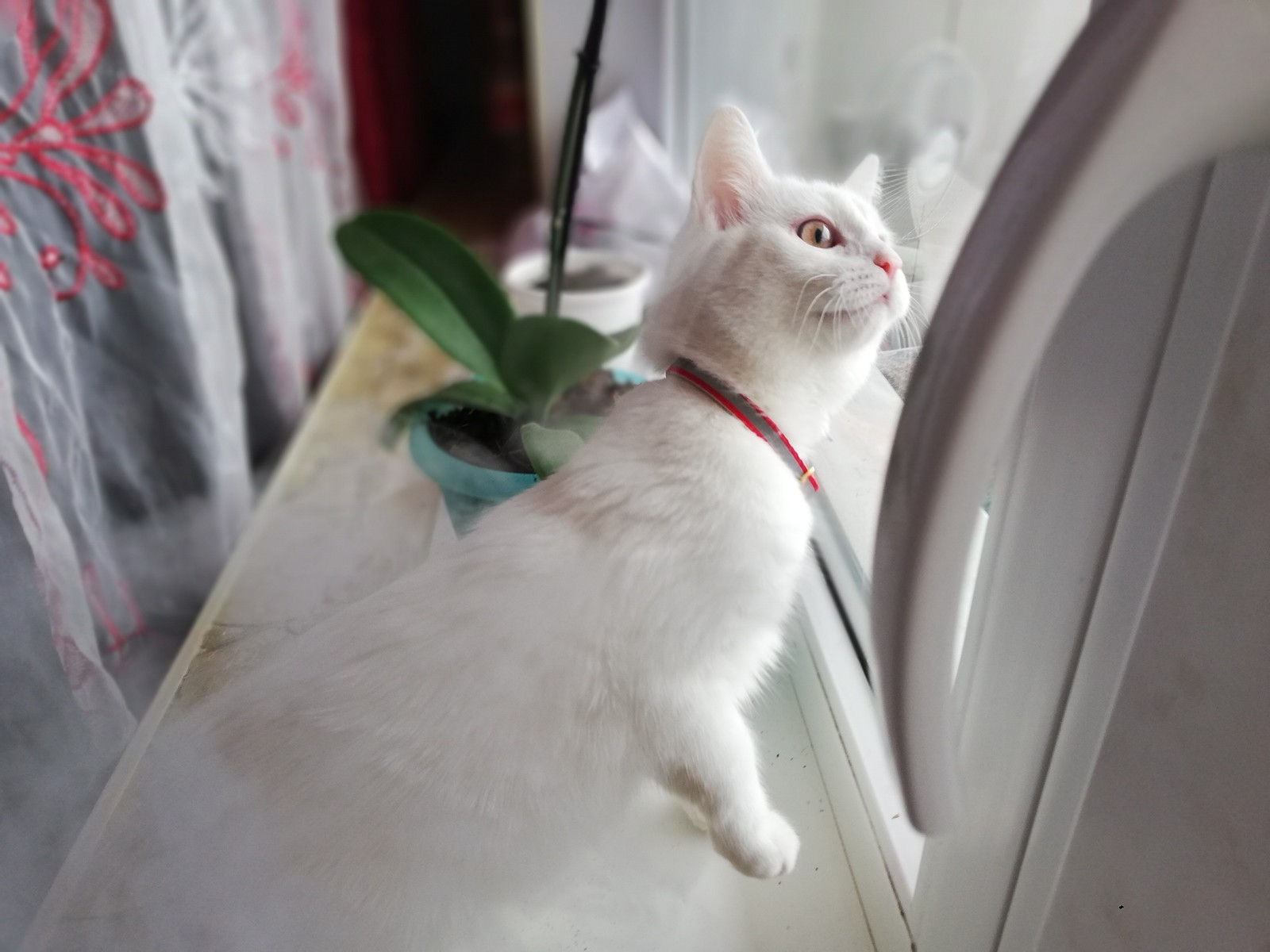 Почему большинство белых кошек - глухие | Пикабу
