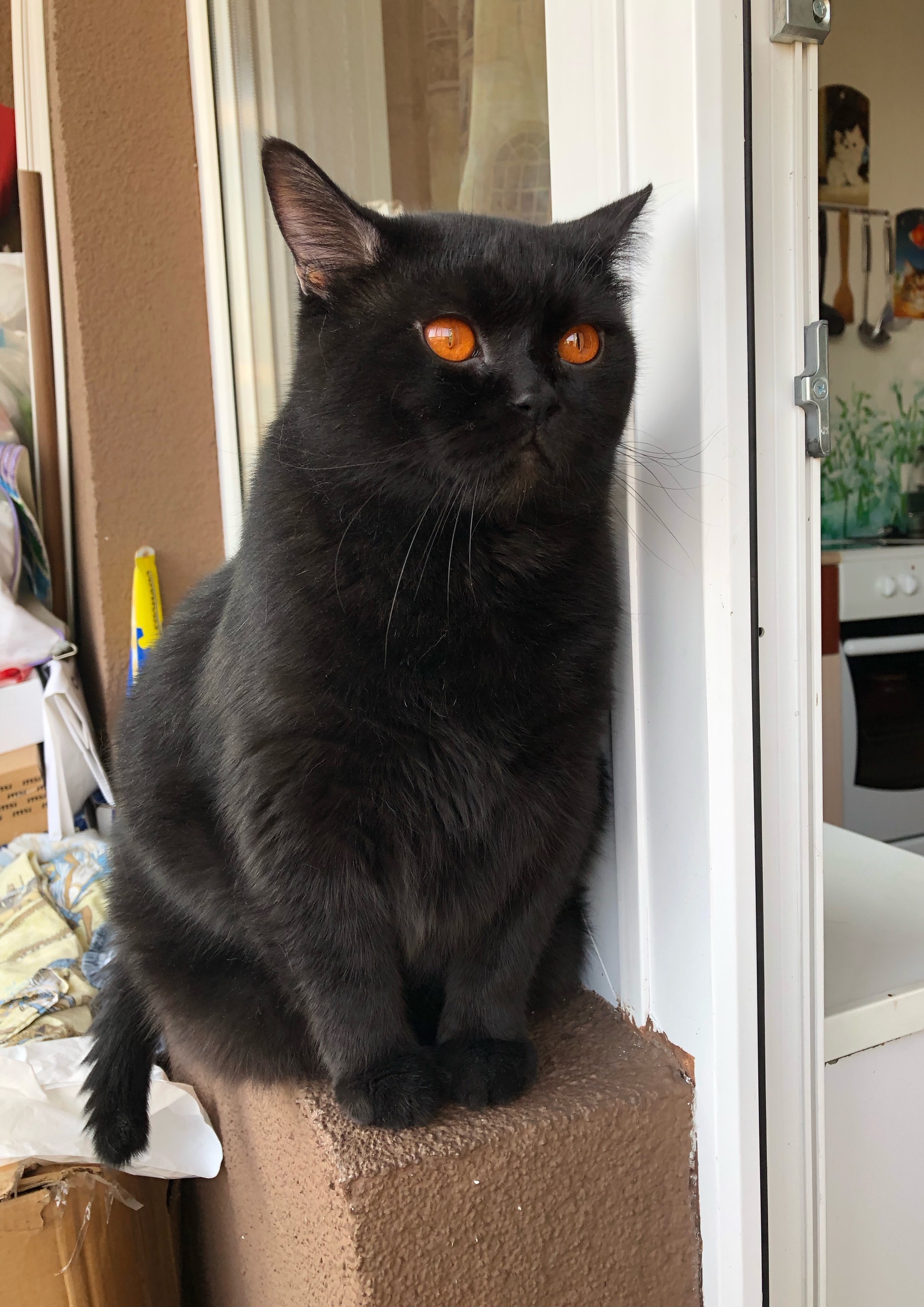 Британская кошка черная