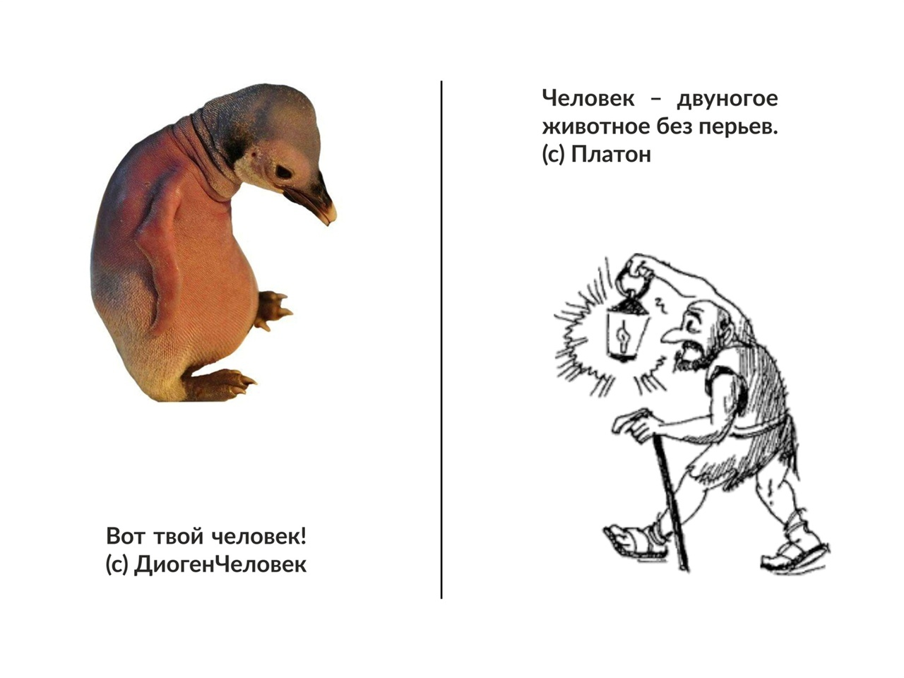 Двуногое без перьев. Двуногое существо без перьев. Платон человек это двуногое животное без перьев. Платоновский человек двуногое без перьев. Платон сказал человек двуногое животное без перьев.