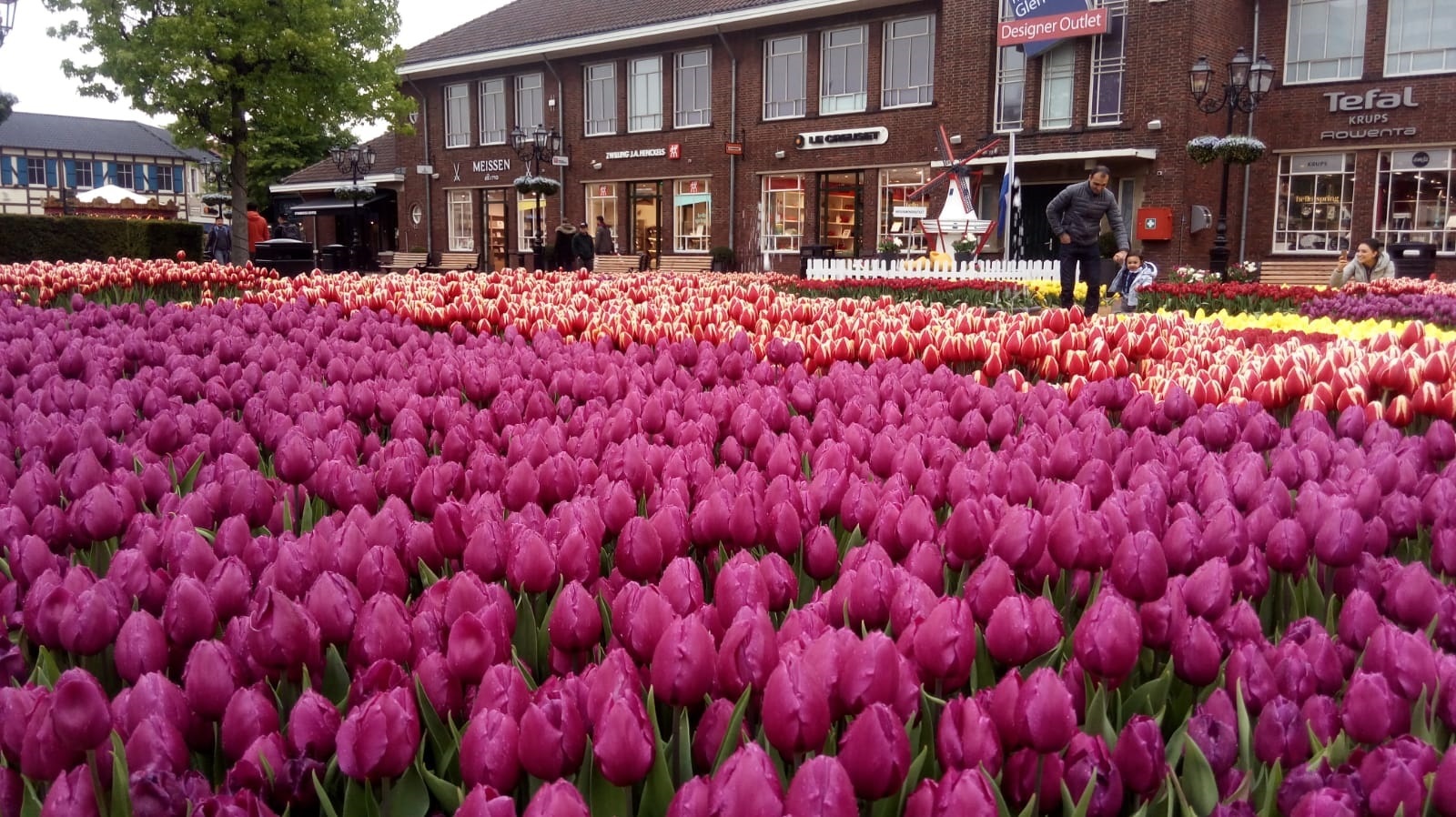 Кризис тюльпанов в Голландии