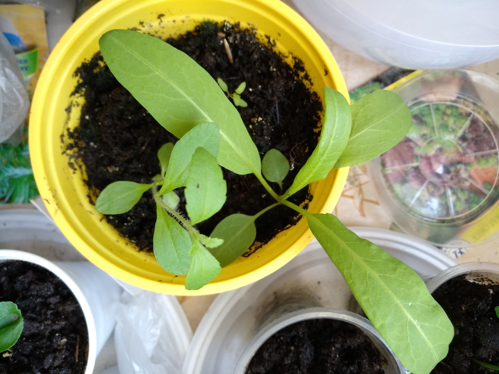 Рассада | Пикабу