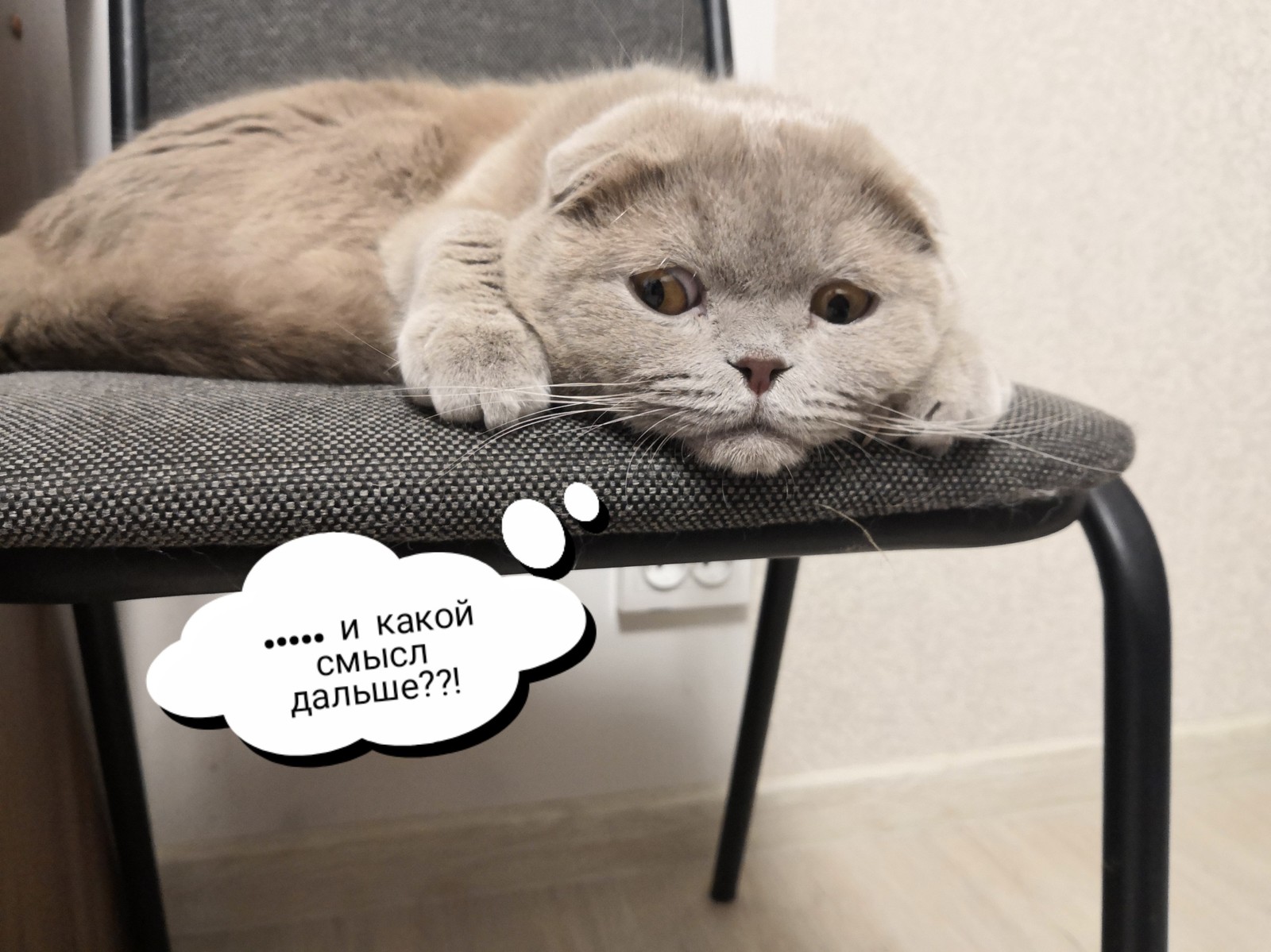 Лучшая версия тамагочи кота – игра Мяусим – AndroidplusPC
