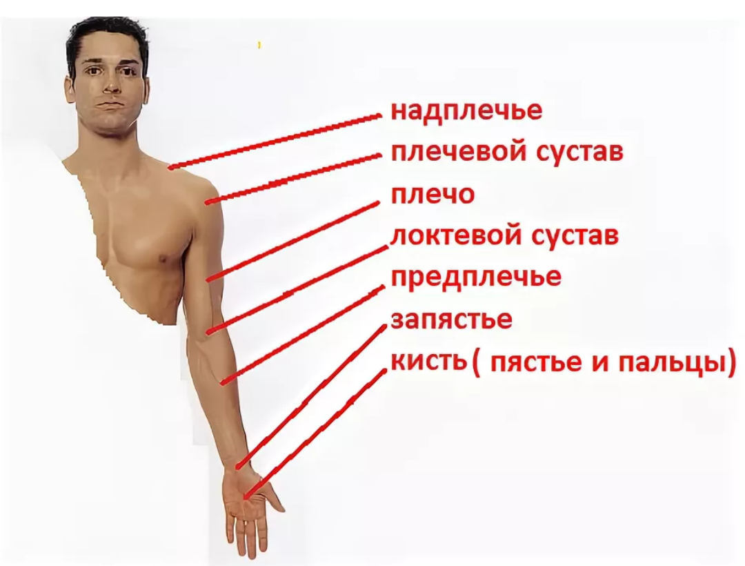 Название частей руки у человека фото с названиями