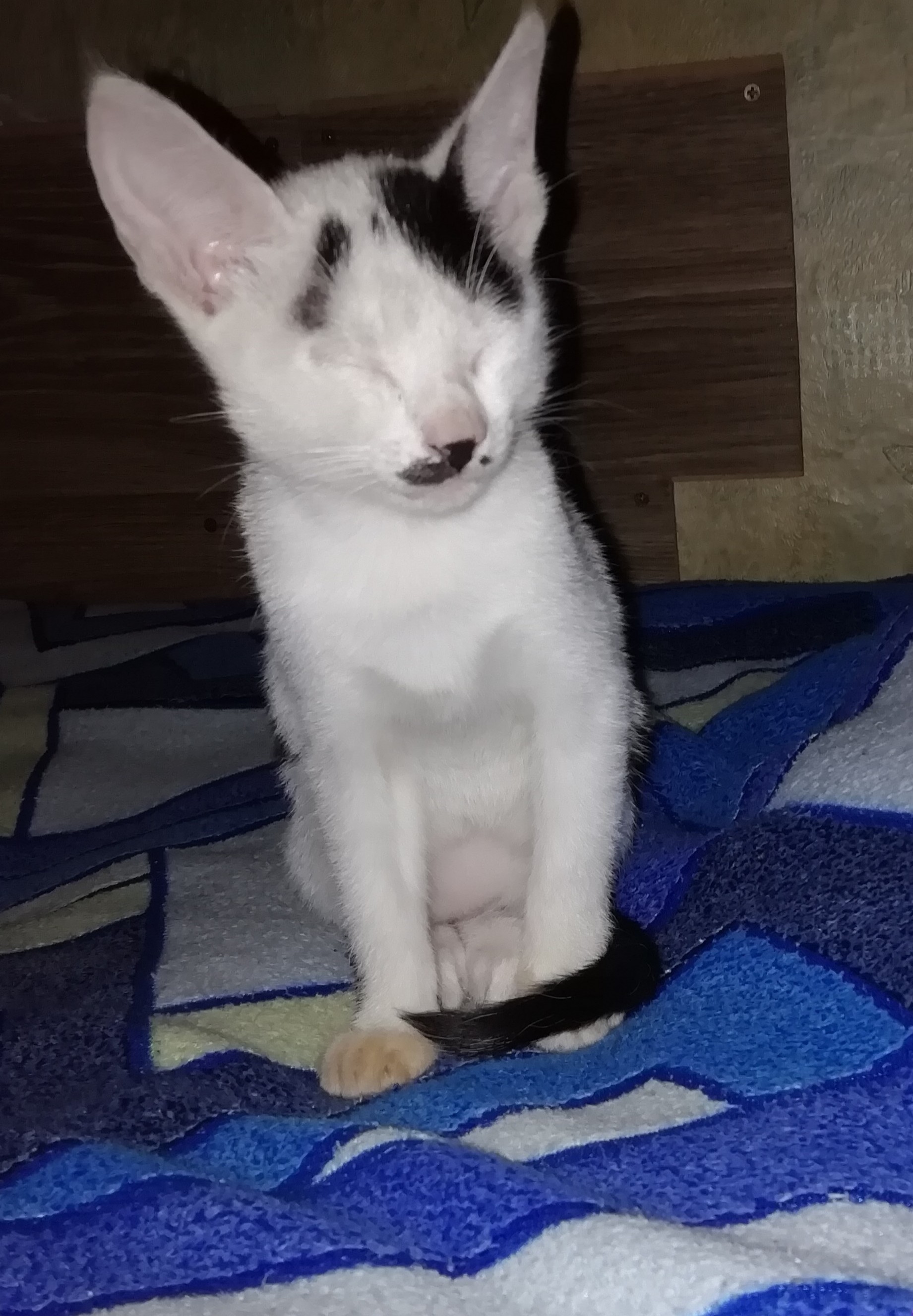 Котодень | Пикабу