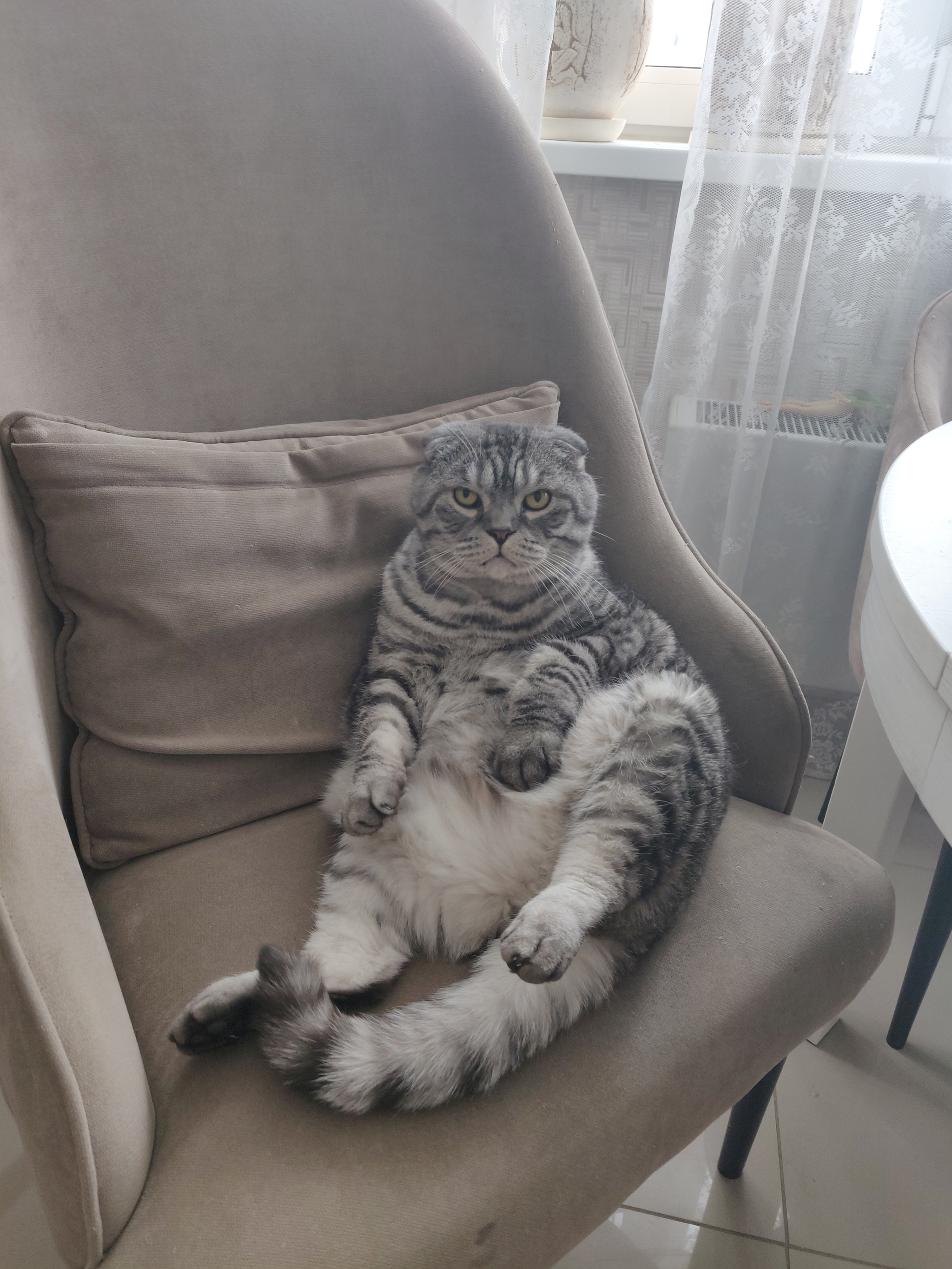 Толстый вислоухий кот