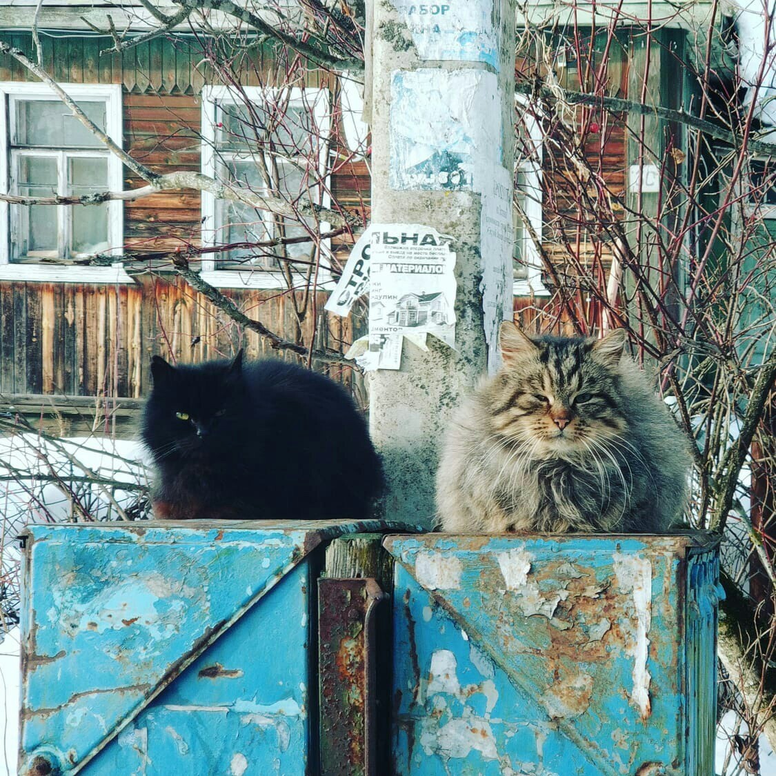 Кот в деревне