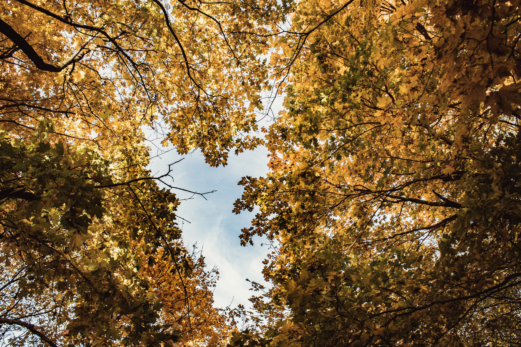 Красивая осень. Листья осенью. Солнечная осень. Осенняя листва в лесу. Осень листва.