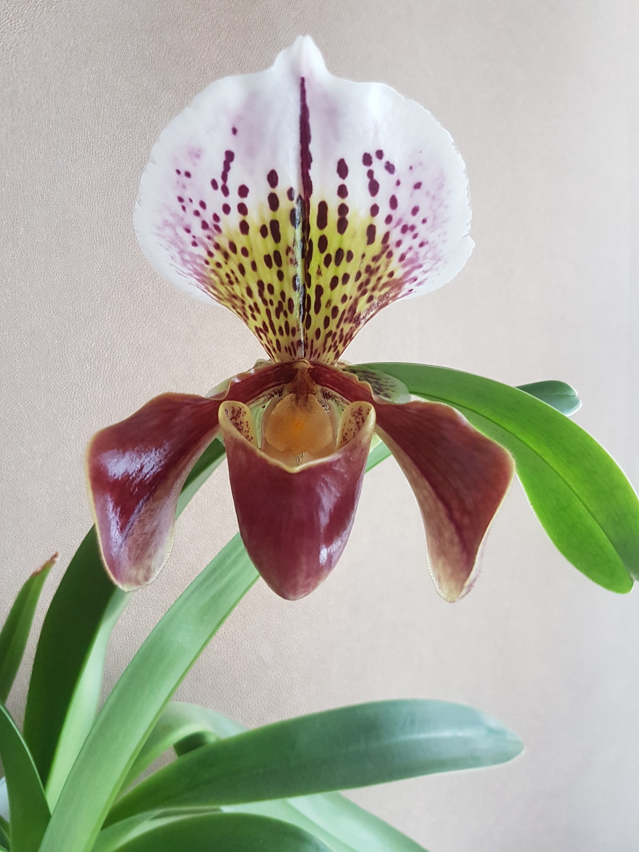 Paphiopedilum | Пикабу