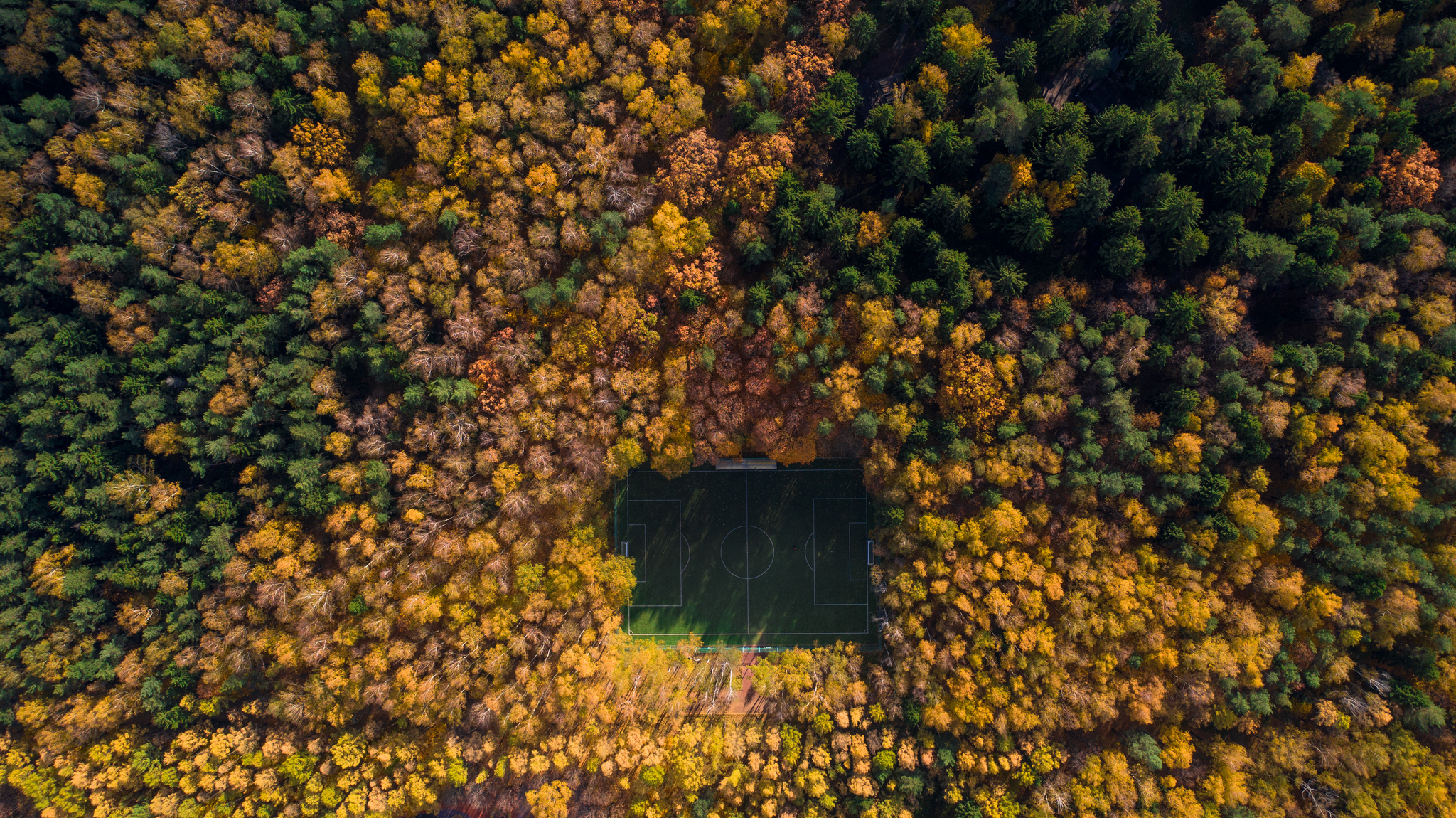 Яркий лес с дрона