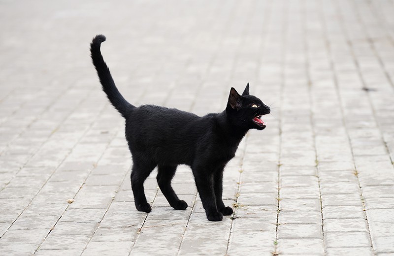 Черный кот, какой алгоритм работы суеверия? | Пикабу
