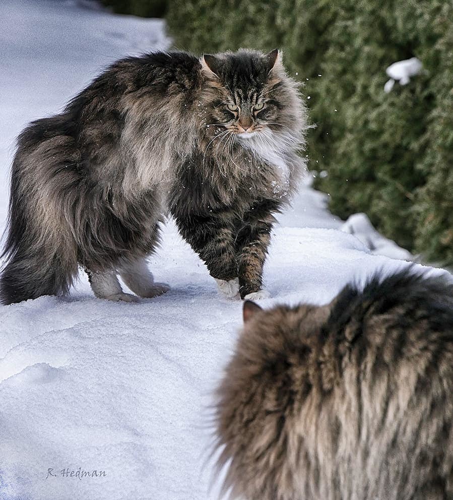 Шикарные норвежские лесные кошки, которые огромны, пушисты и обожают снег |  Пикабу