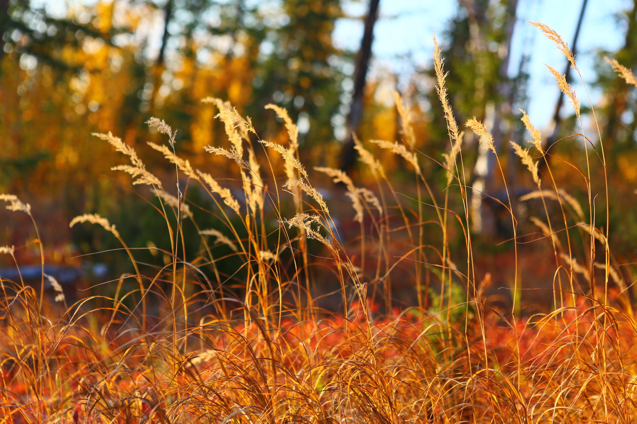 Норильск природа | Пикабу