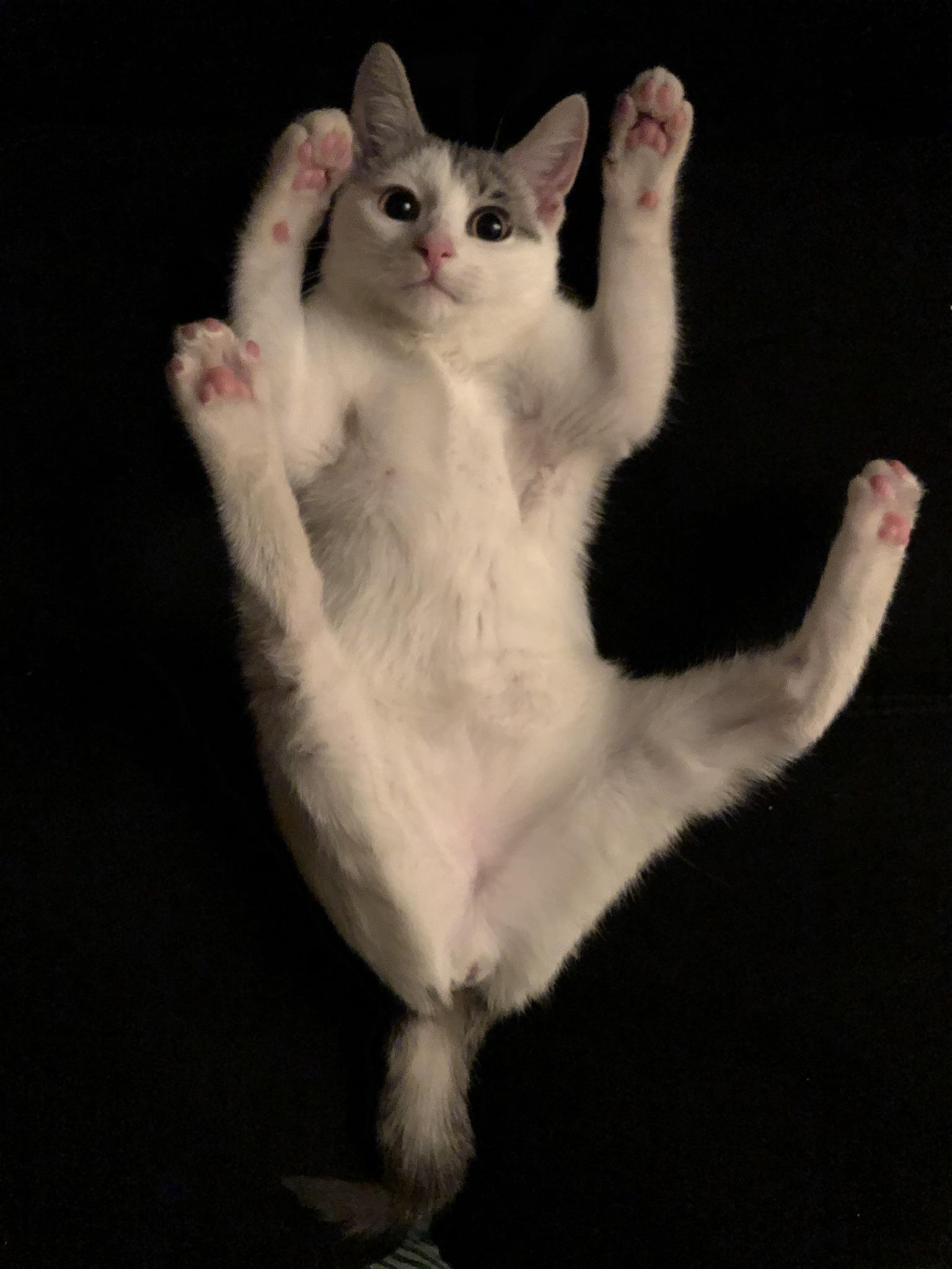 Кот хоба