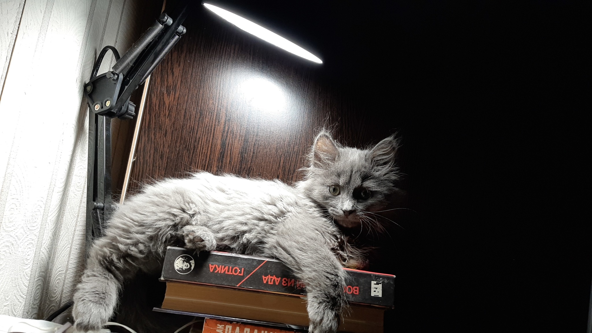 Обои на рабочий стол кот с лампой