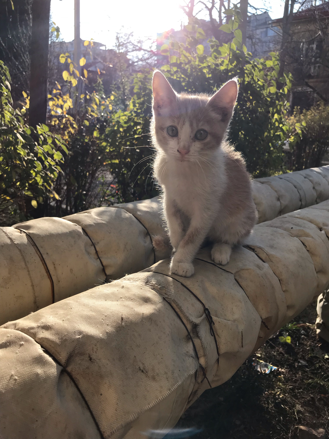 Севастополь. Котята в добрые руки | Пикабу