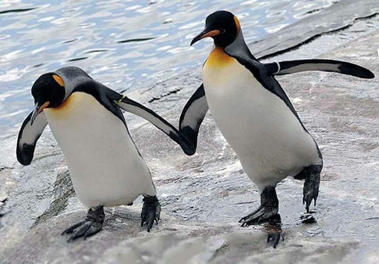 Пингвин: описание, строение, характеристика. Как выглядит пингвин? | мир животных | Дзен