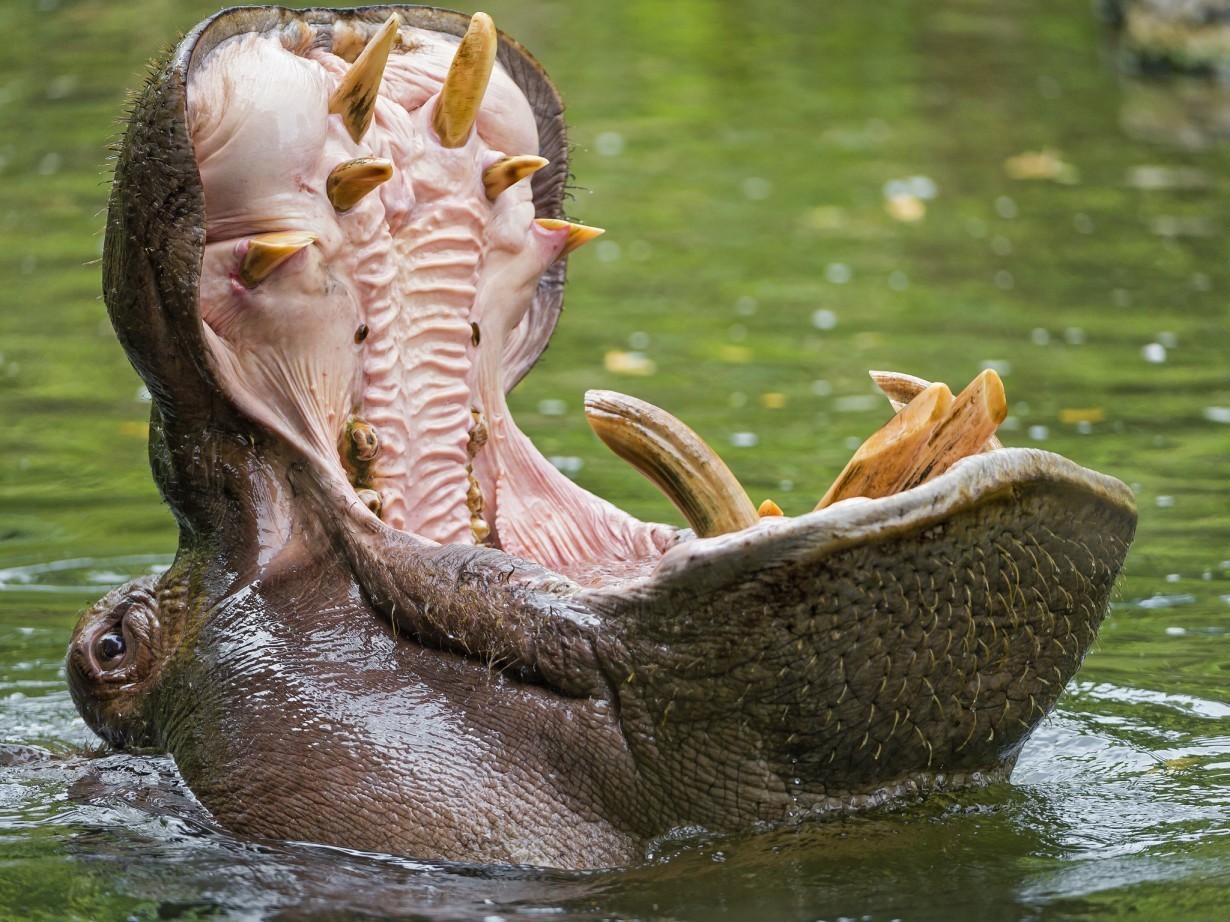 Бегемоты (Hippopotamidae) | Пикабу