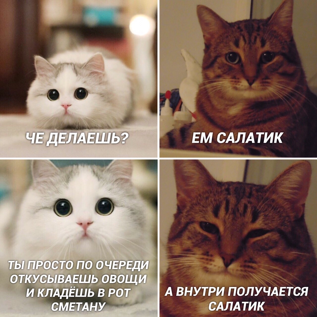 Мем кот можно. Кот Мем. Понимающий кот Мем. Мемы с котиками. Кот милота Мем.