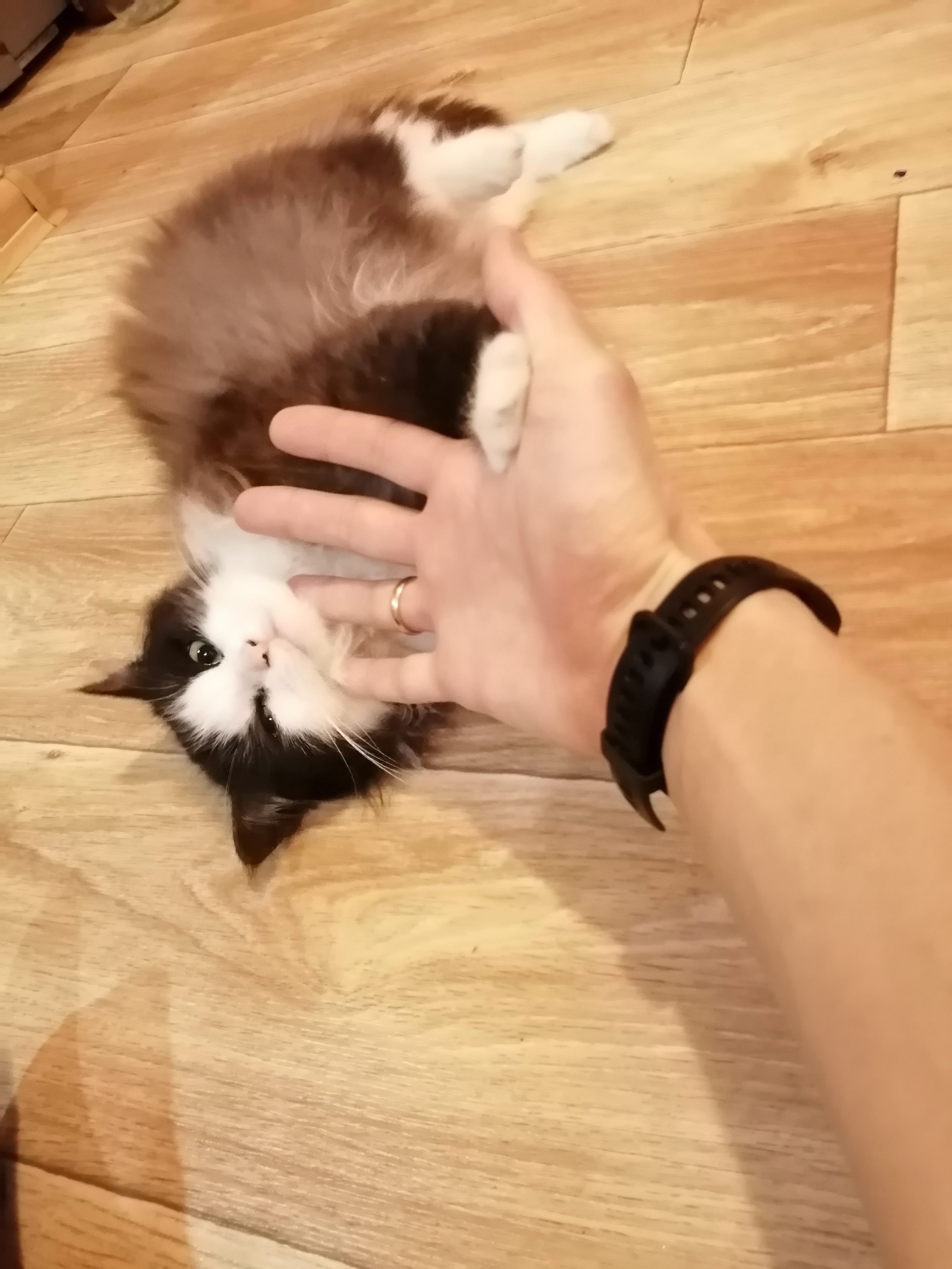 Кошачий кайф | Пикабу