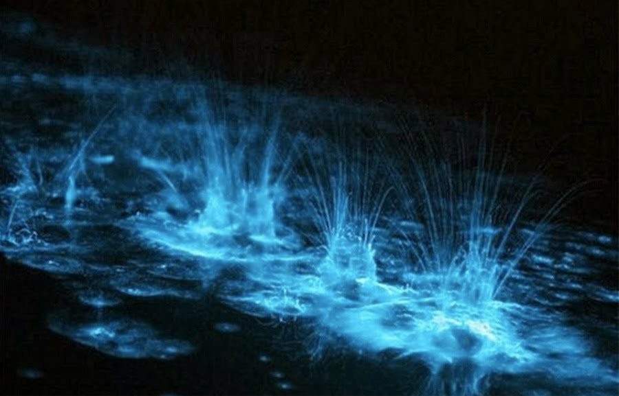 Почему планктон светится: наука об иллюминации
