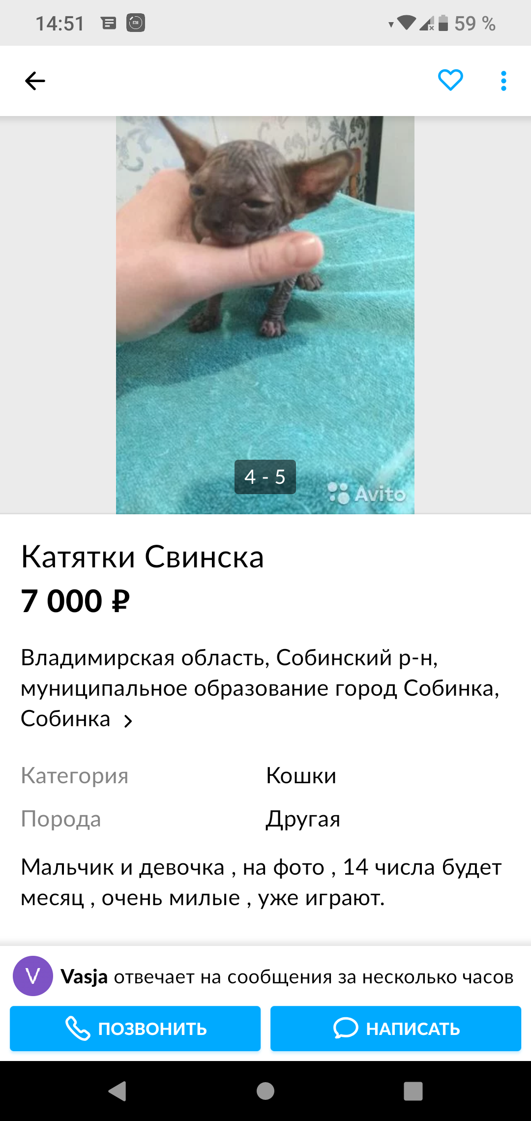 Новая порода СВИНСК | Пикабу