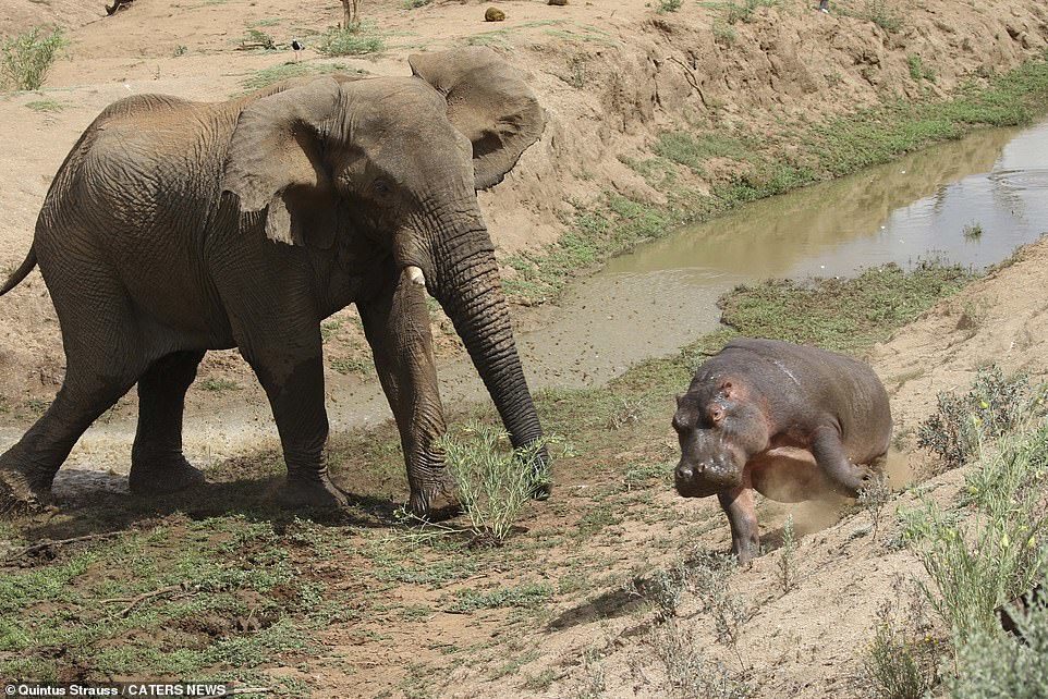 Заботливая мама: самка гиппопотама пытается отогнать слона от своего  ребёнка | Пикабу