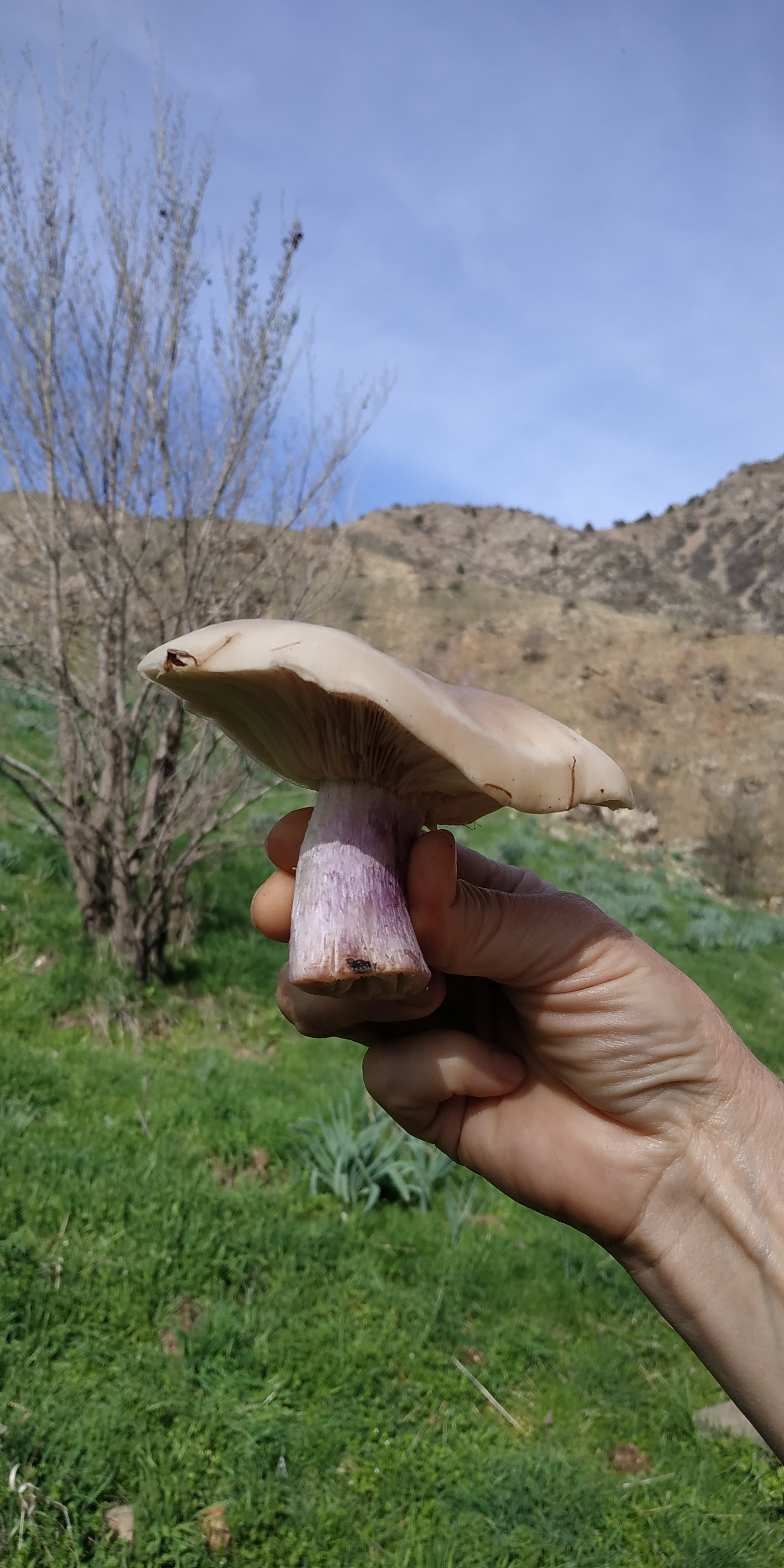 Таджикский грибы горный