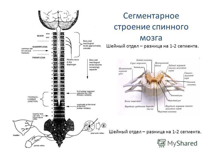 Міжнародний неврологічний журнал 8 (78) 2015