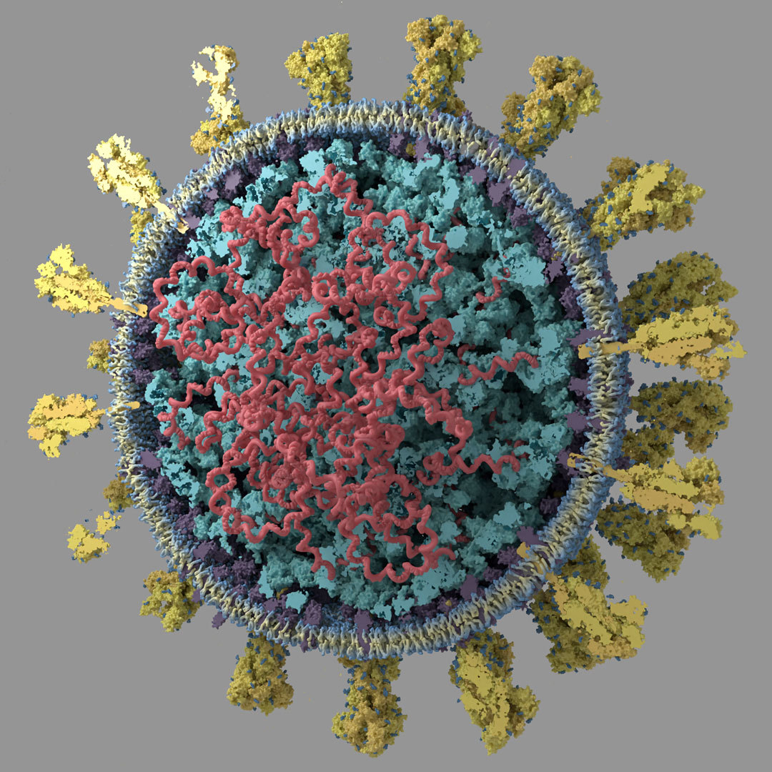 Визуализация активных белков Короновируса | Пикабу