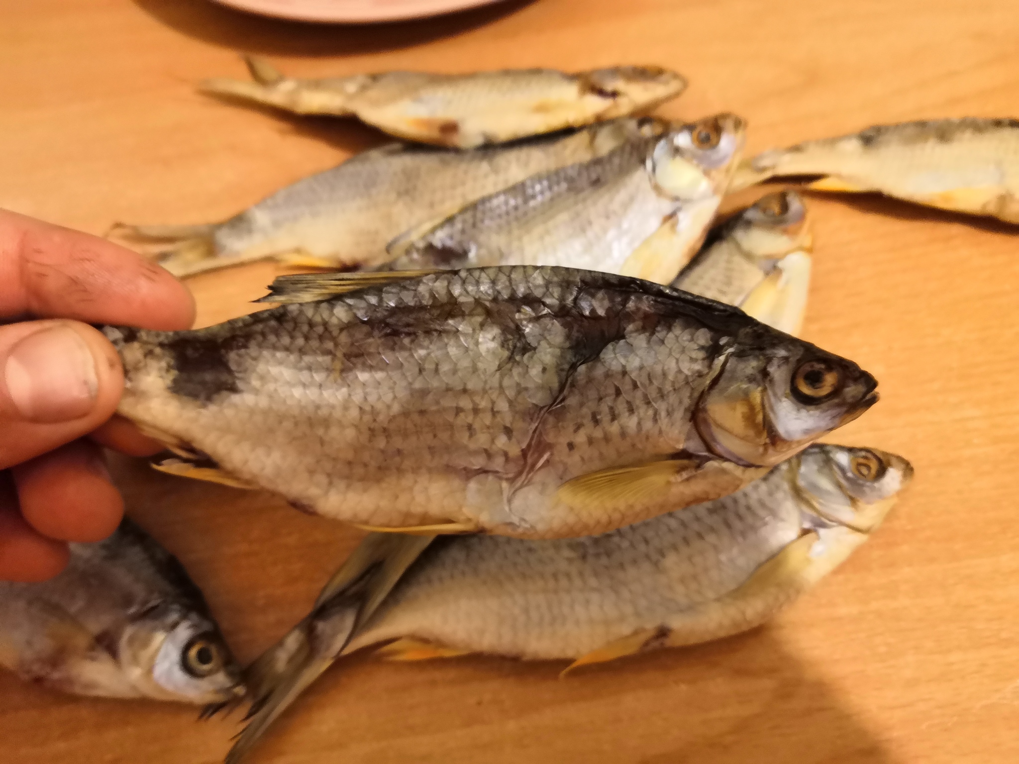 Как сделать сушилку для рыбы своими руками?