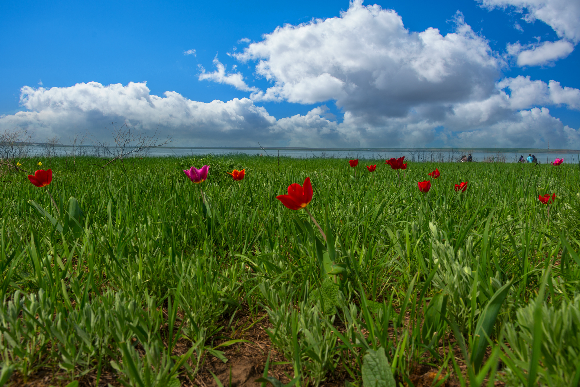 Калмыкия тюльпановые поля