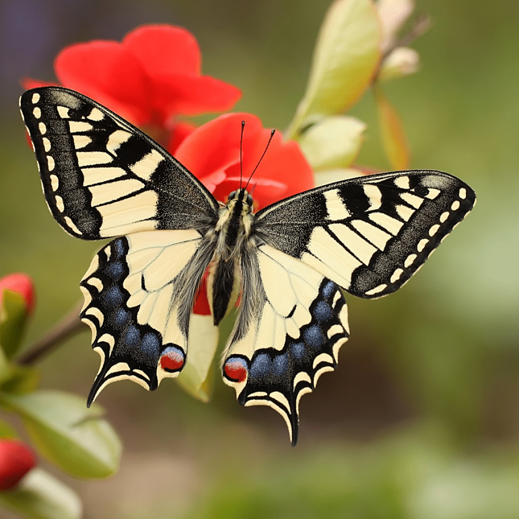 Известные виды бабочек: фото с названиями | Пикабу