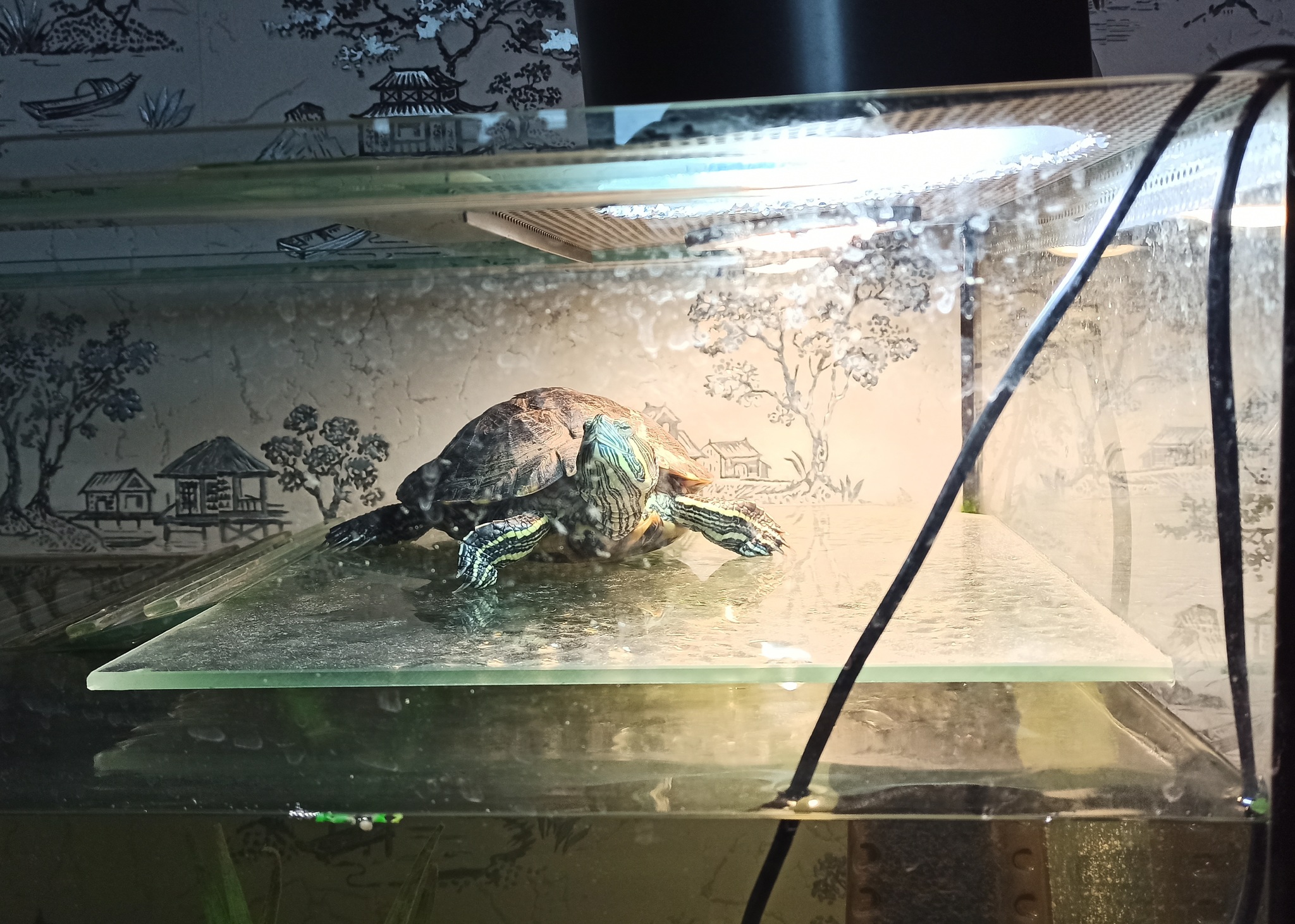 Как обустроить жилище для сухопутной черепахи | VK
