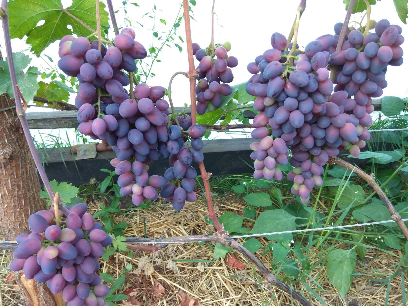 Как выращивать виноград в северных районах. Полная версия