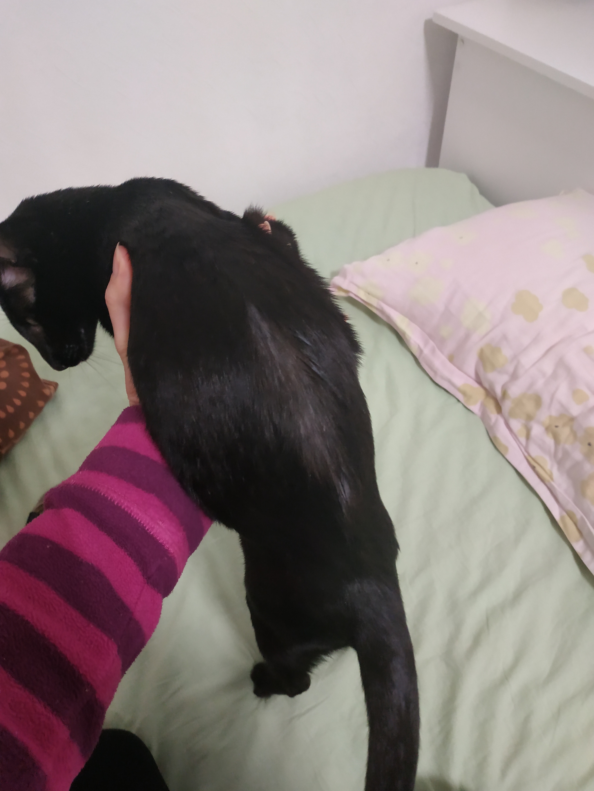 Помогите, кот лысеет | Пикабу