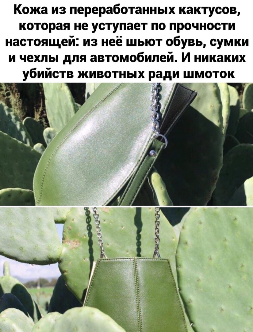 Про кожу из кактусов | Пикабу