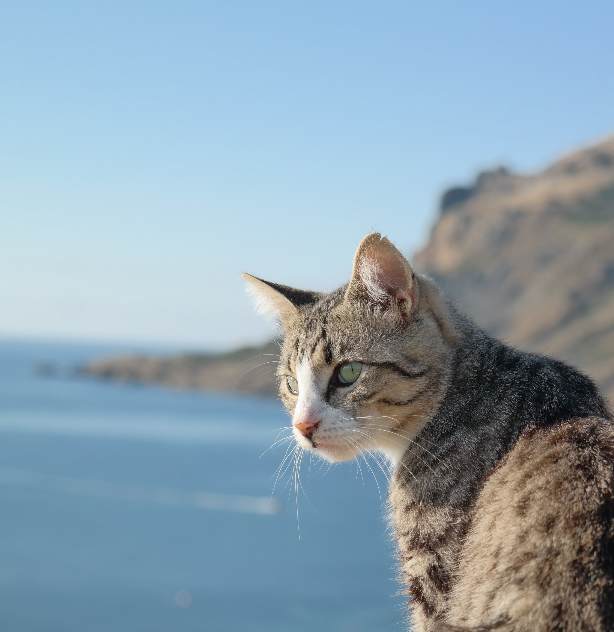 Полосатый кот на море