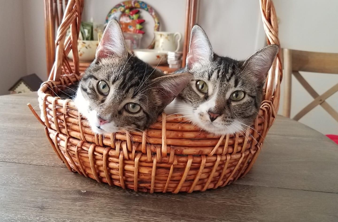 Двое из корзинки | Пикабу