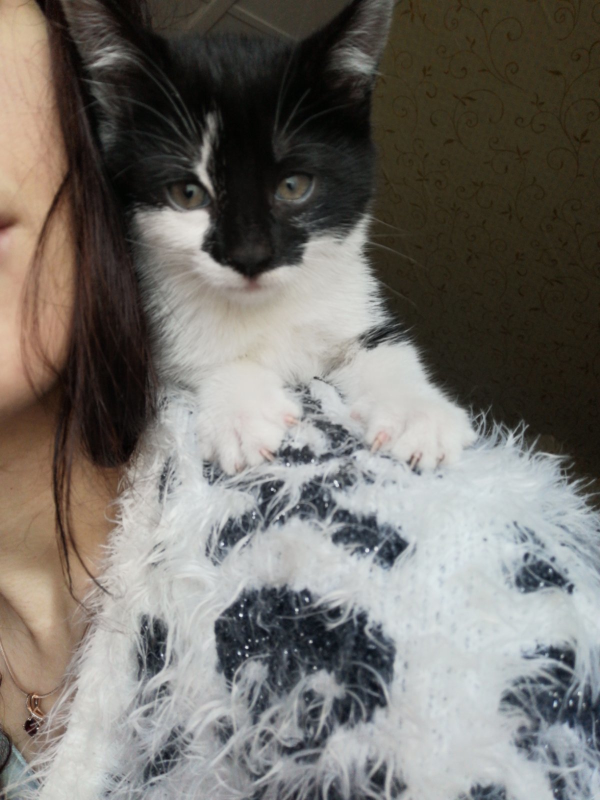 Котенок на даче | Пикабу