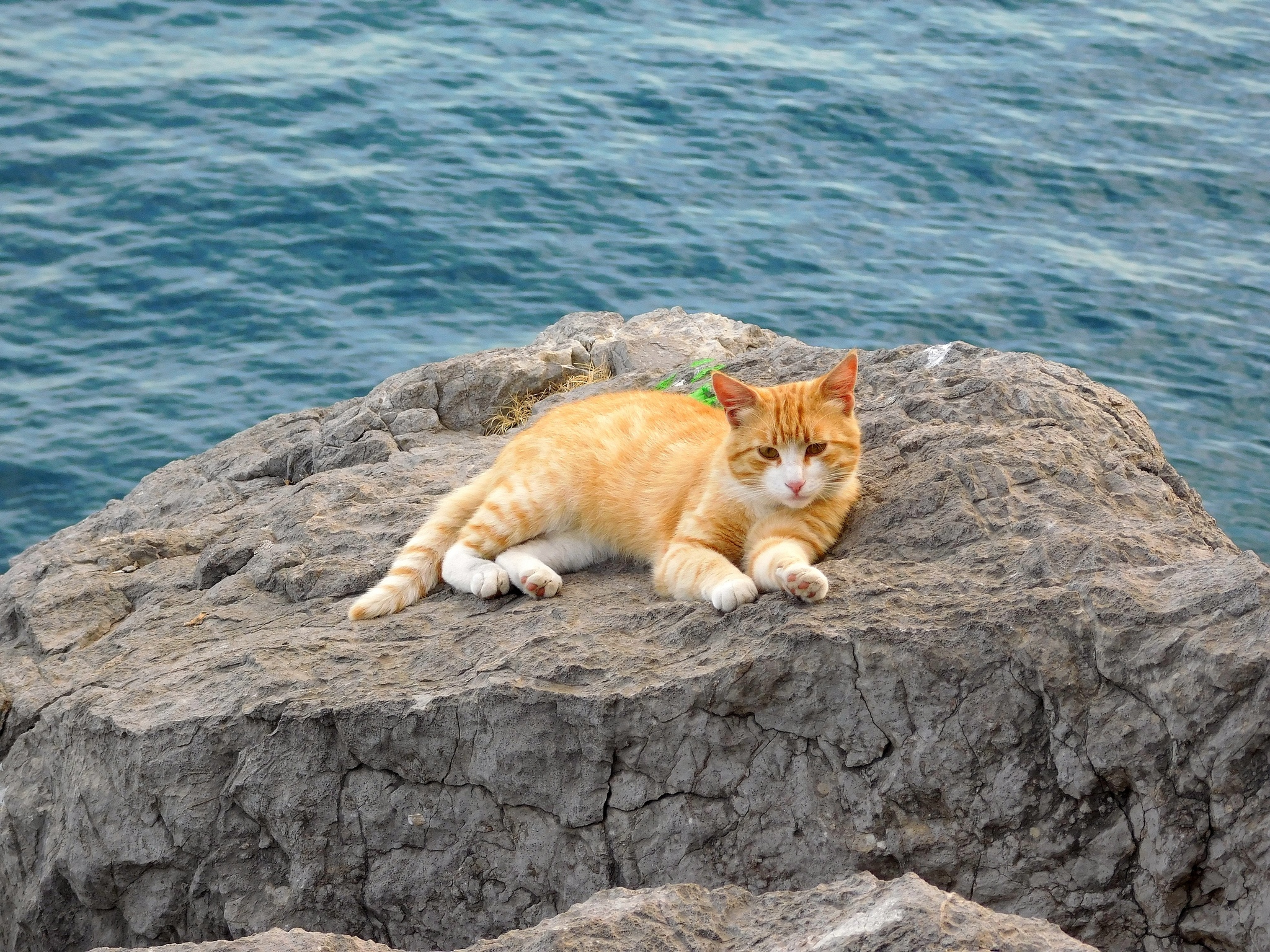 Рыжий кот на фоне моря