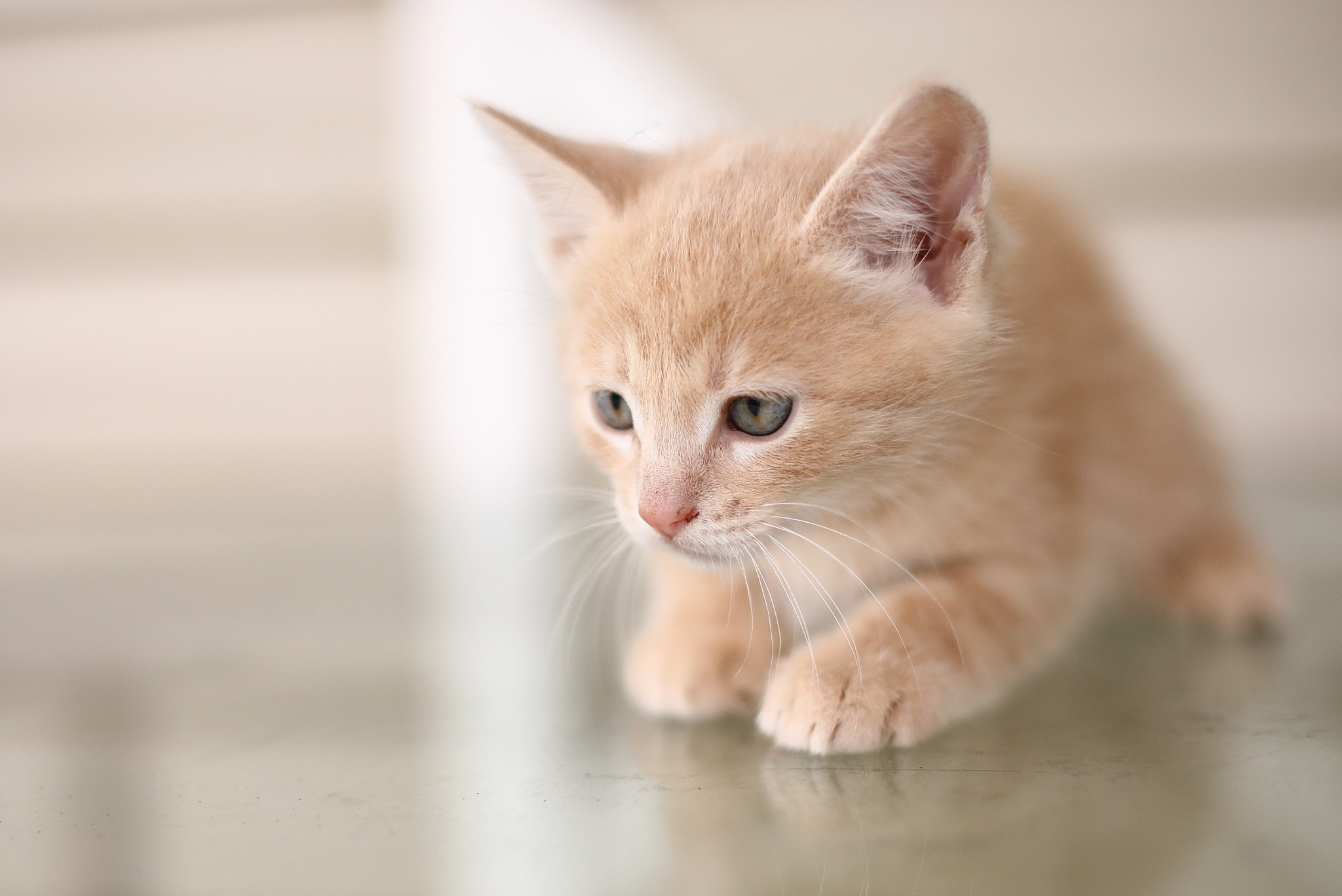 Персиковый котенок