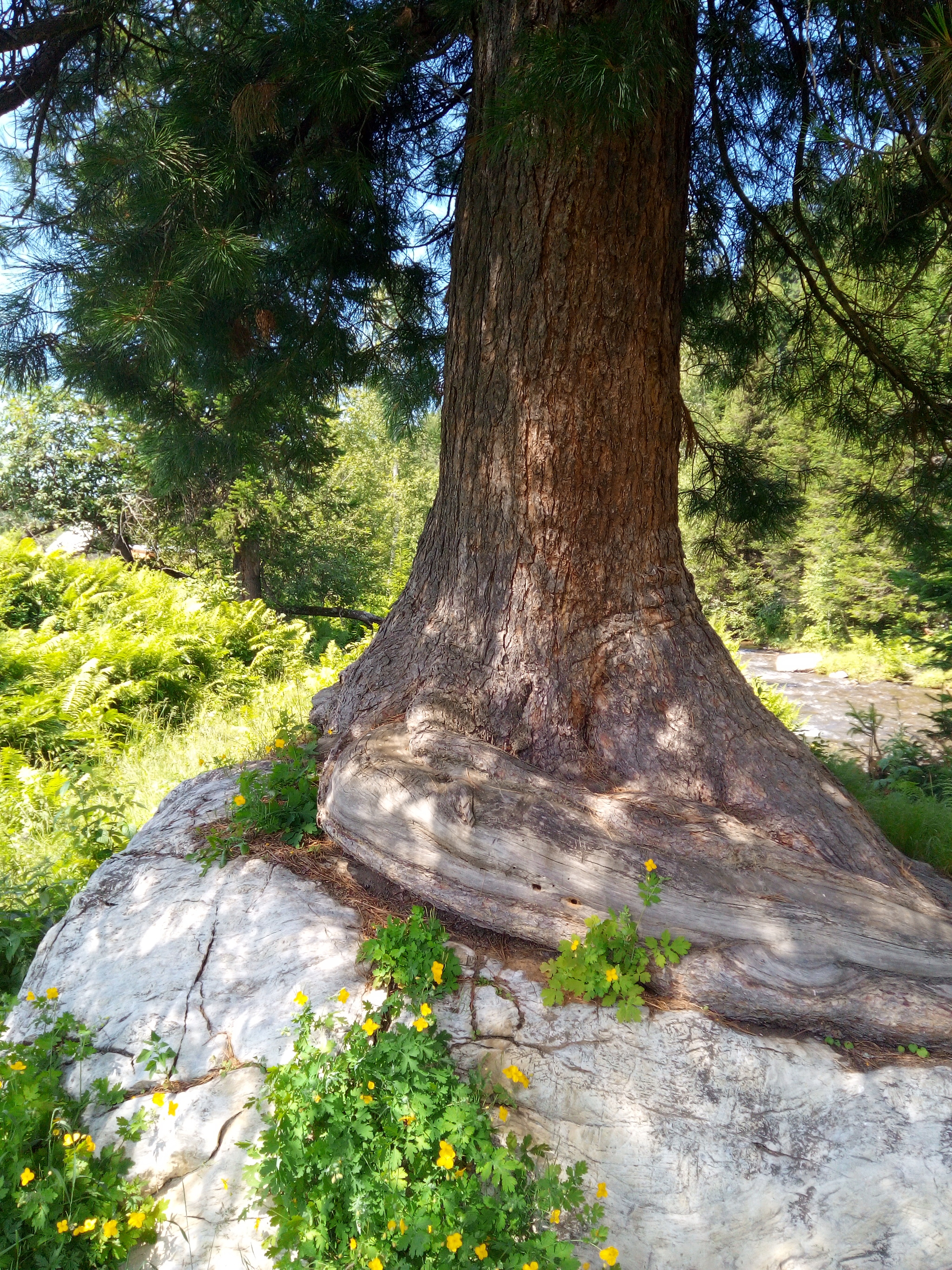 Алтайский кедр дерево