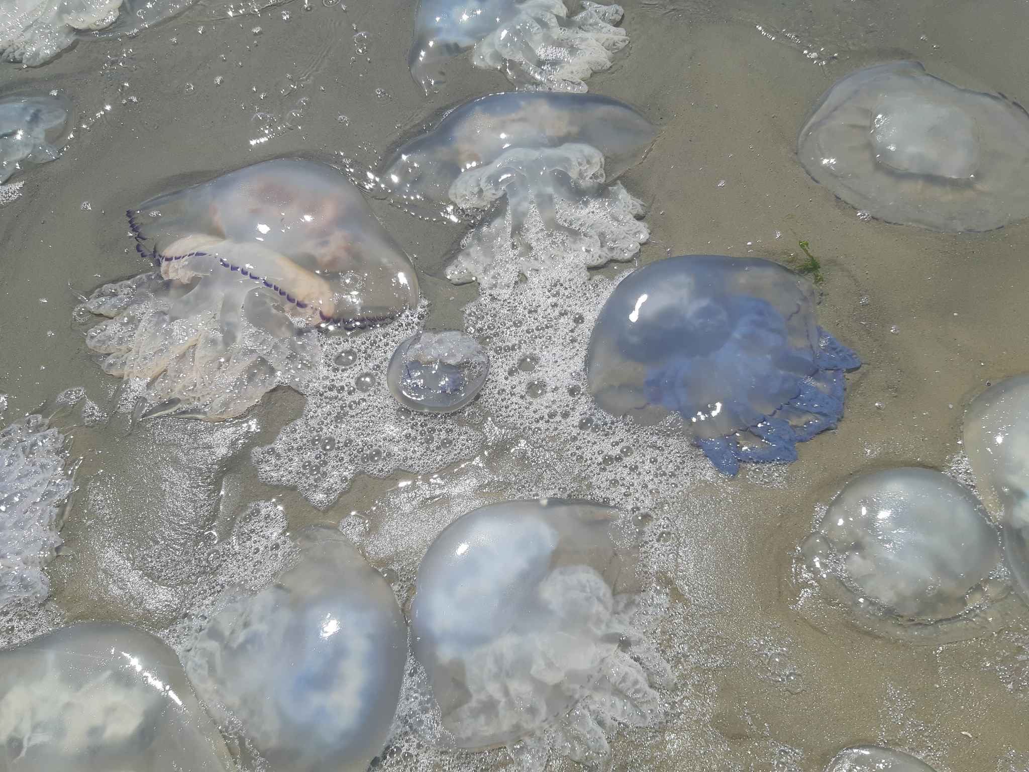 Медузы в Азовском море 2020 Должанская