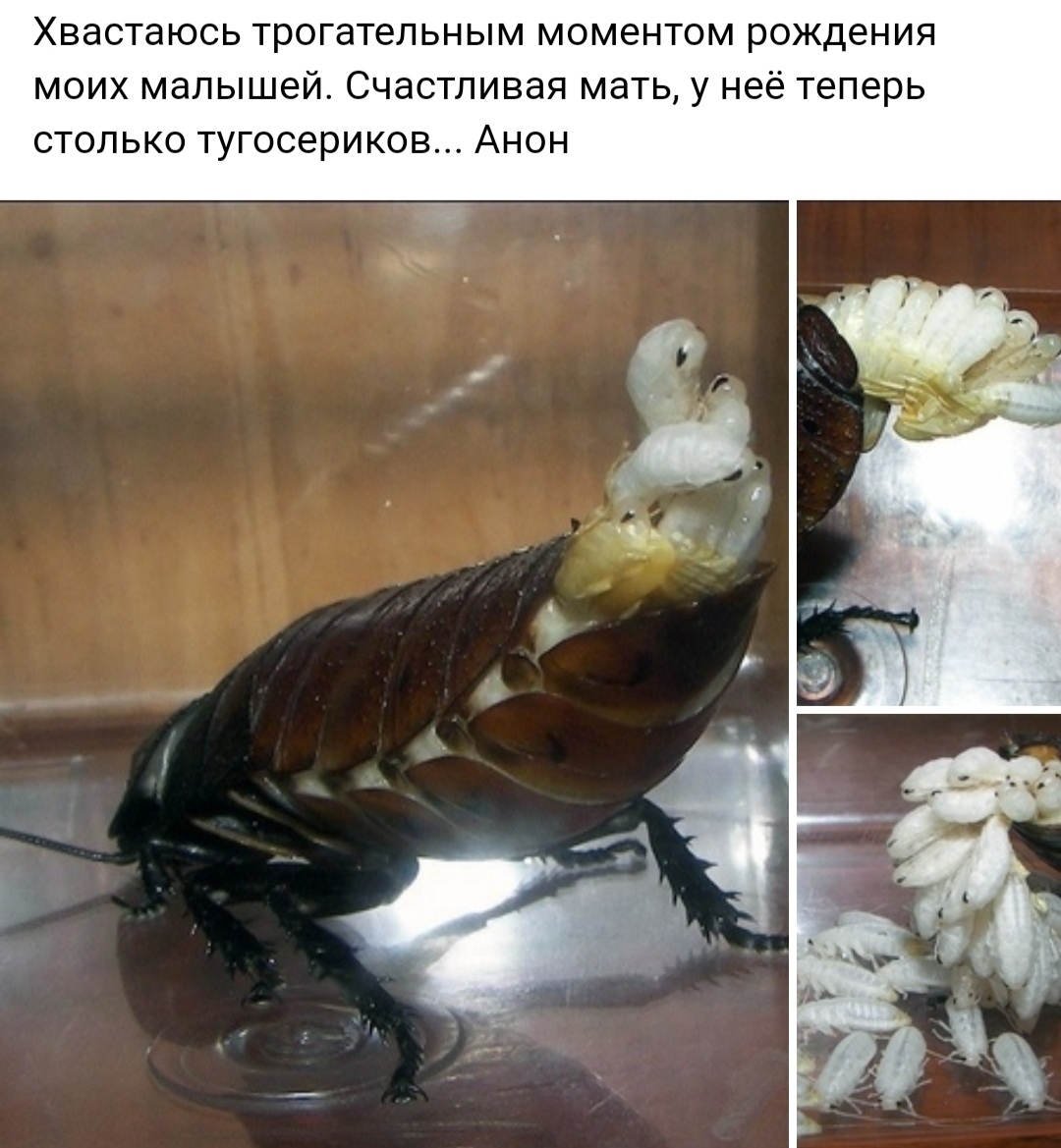 Мадагаскарский таракан отложил яйца
