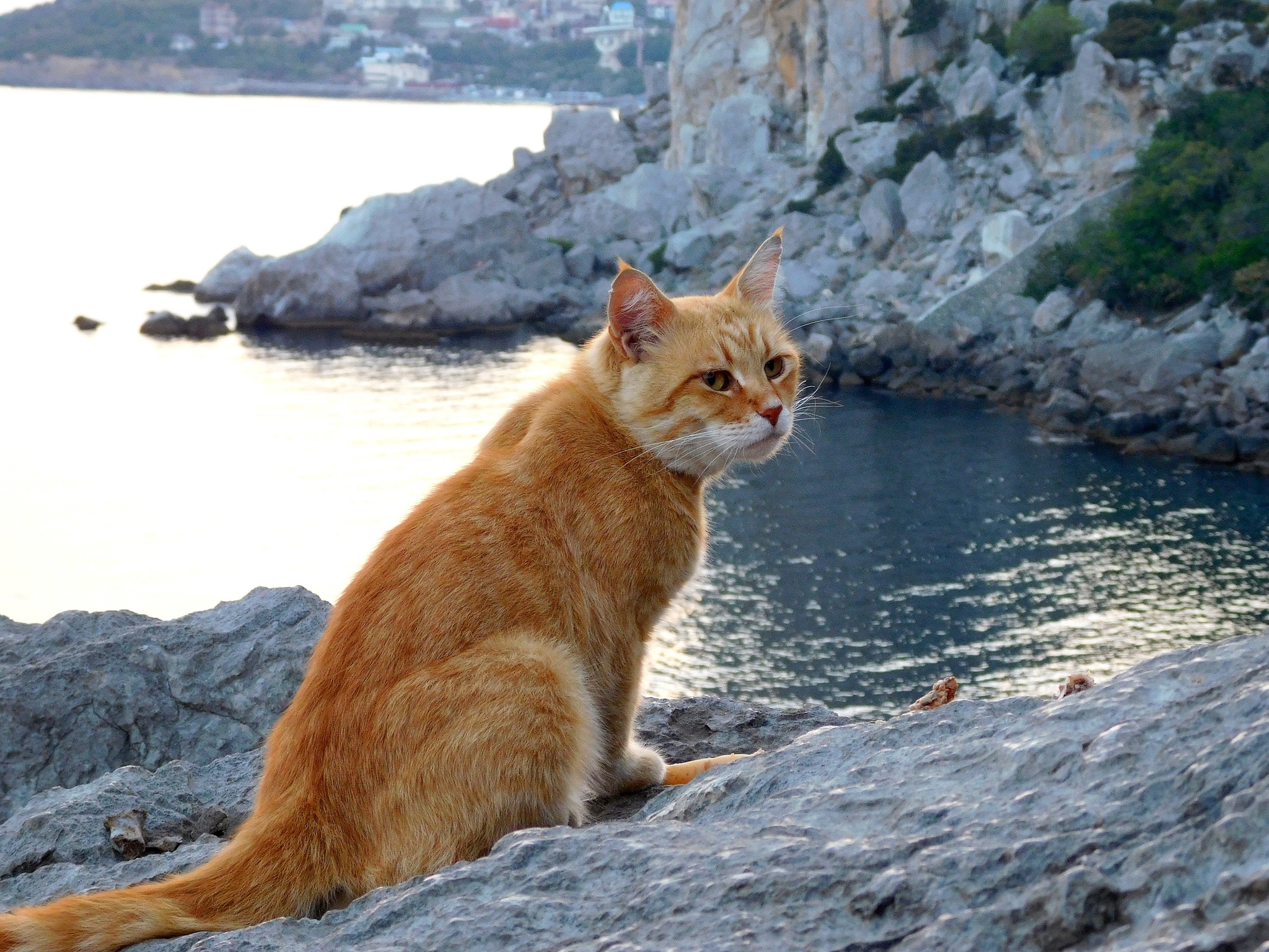 Красота моря с котиками