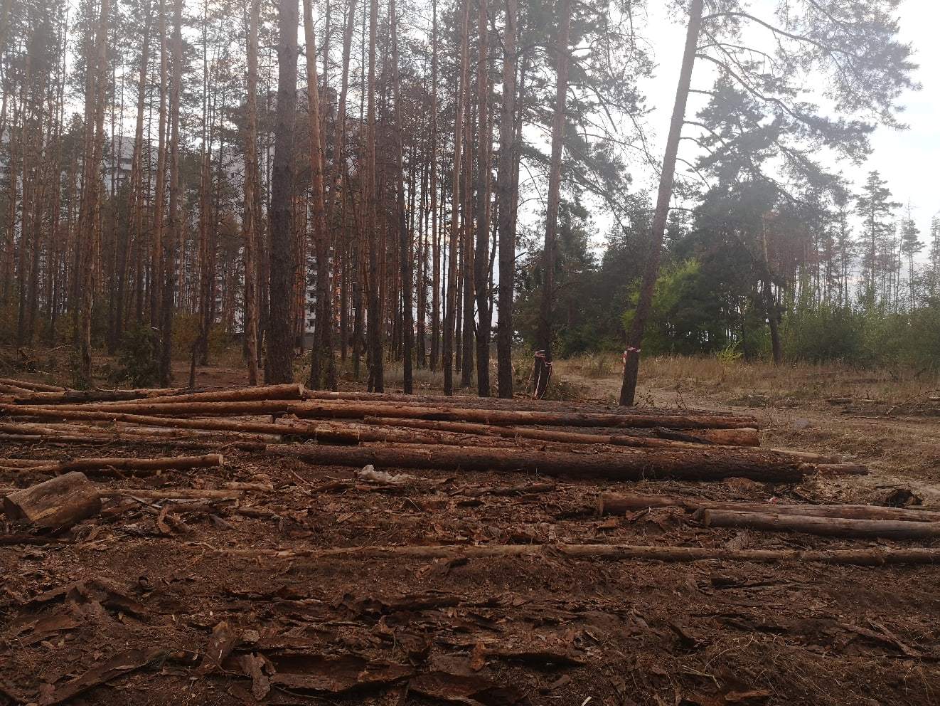 воронеж парк северный лес