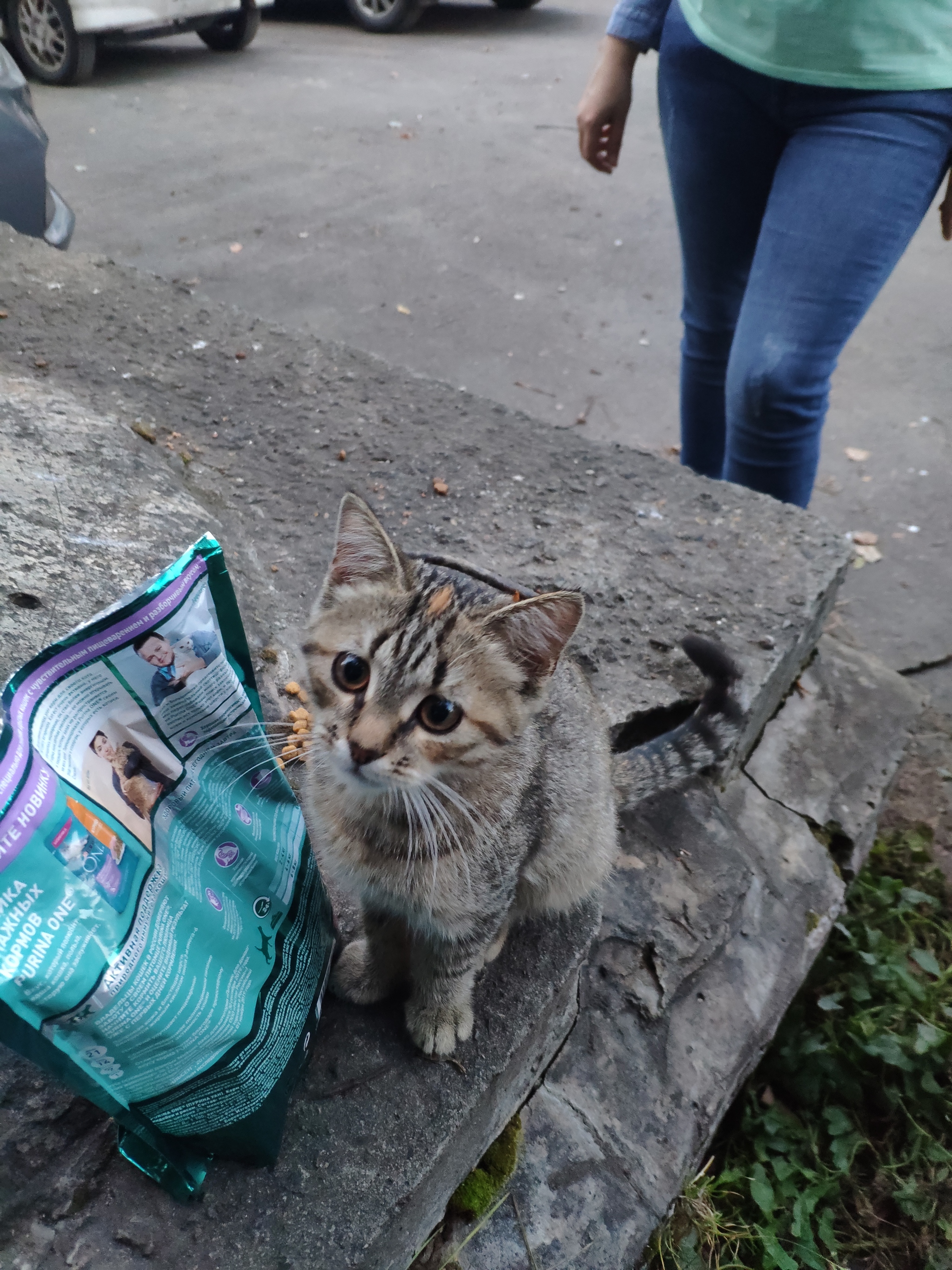 Ручной, котенок в добрые руки | Пикабу