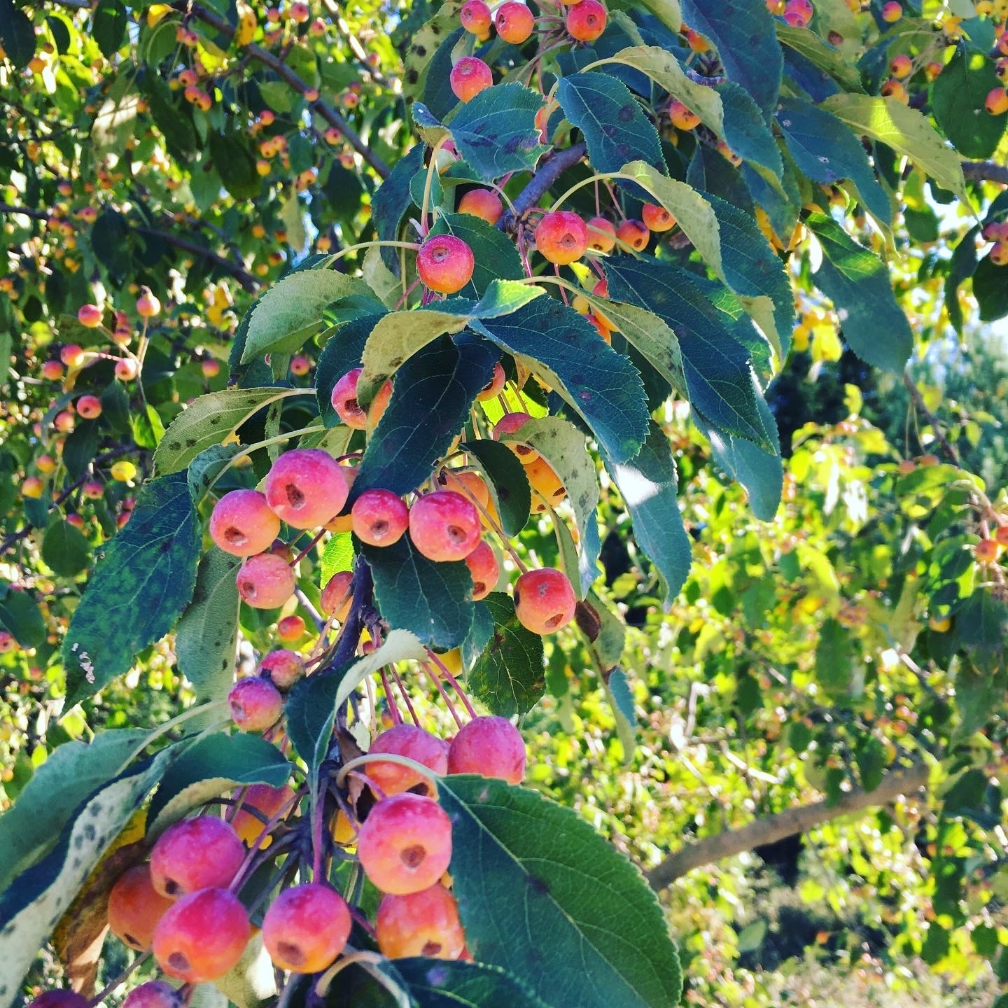 Райские яблочки растение фото